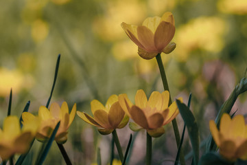 yellow crocus flowers on a sunny day on a green background