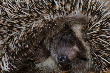 North African hedgehog Atelerix algirus in self-protection posture. The Nublo Rural Park. Tejeda. Gran Canaria. Canary Islands. Spain.