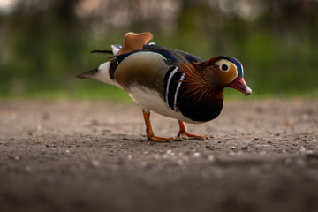 Mandarin Duck