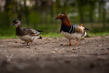 Mandarin Duck