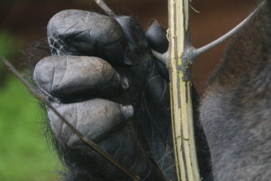 gorilla hand