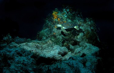 Naklejka na ściany i meble Green sea turtle near Cozumel Island, Mexico, underwater photograph