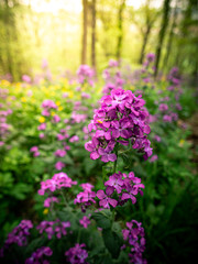 Blume in Sonnenschein