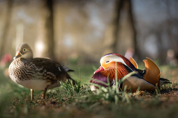 Mandarin Duck