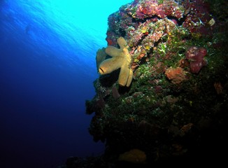 Naklejka na ściany i meble Underwater landscape of Caribbean Sea near Cozumel Island, Mexico, underwater photograph