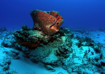 Underwater landscape of Caribbean Sea near Cozumel Island, Mexico, underwater photograph