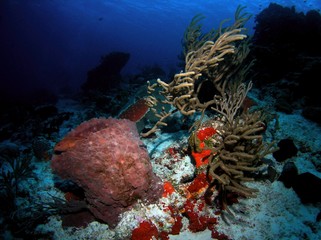 Grouper fish in the sponge, Cozumel Island, Mexico, underwater photograph