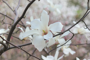 White magnolia in the spring garden.