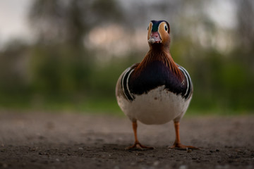 Mandarin Duck