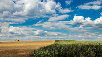 Fototapeta premium wheat field and cloudy sky
