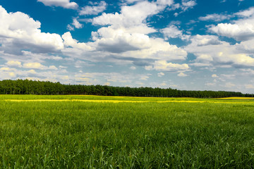 green field and blue sky