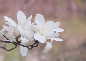 White magnolia in the spring garden.