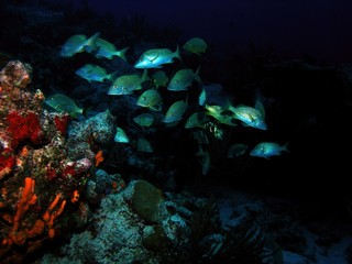 Naklejka na ściany i meble Blue striped grunt, underwater landscape near Cozumel island, Yucatan, Mexico, underwater photo
