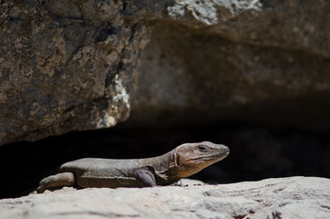 Male Gran Canaria giant lizard Gallotia stehlini. The Nublo Rural Park. Tejeda. Gran Canaria. Canary Islands. Spain.