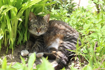 Naklejka na ściany i meble tabby cat in green grass in spring grass