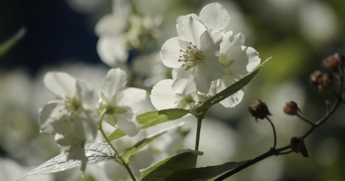 Close-up of blooming jasmine. The insect sits on a flower. Sunny day.