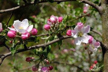 Fototapeta na wymiar Blooming apple trees in spring park close up