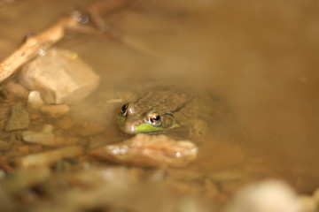 Frog Peeking Out of the Murky Water.