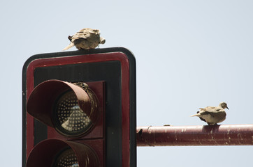 Eurasian collared doves Streptopelia decaocto on a traffic light. Aguimes. Gran Canaria. Canary...