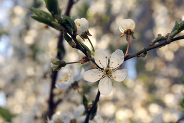 cherry tree in spring