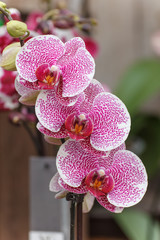 Orchidee, Blume, Blüte, Knospe, Stiel, Stengel,violett

