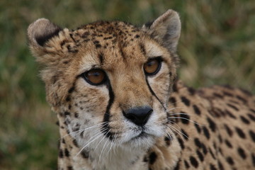 Obraz na płótnie Canvas Cheetah