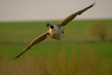 Canada Goose in flight © Pawel
