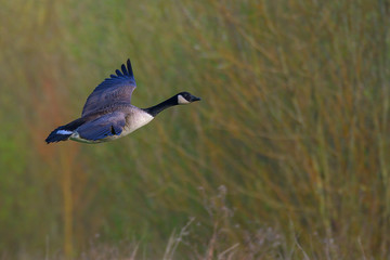 Canada Goose in flight © Pawel
