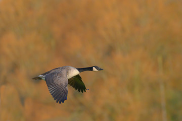 Canada Goose in flight © Pawel
