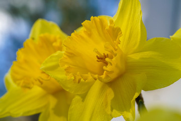 Close-up of bright yellow daffodils blooming in spring