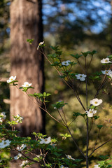 Dogwood blooming in the Spring in the forest