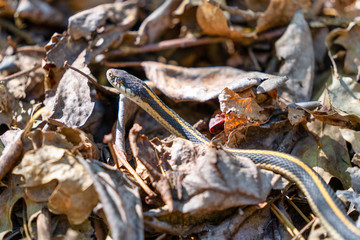 Garter snake in the forest