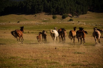 herd of wild horses
running horses