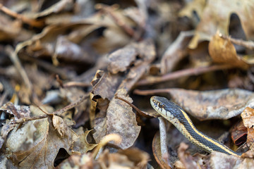 Garter snake in the forest