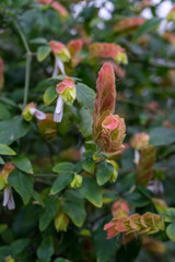 flowers of Justicia brandegeeana in blooming. evergreen shrub Mexican shrimp plant, shrimp plant or false hop close-up with soft blurred focus