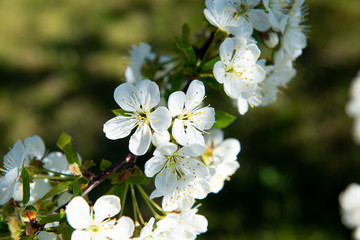 Kirschblüte im Havelland