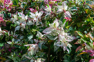 Bright foliage variegated hibiscus in the garden. © delobol