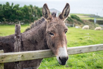 A donkey staring over a wooden fence in Irish meadow