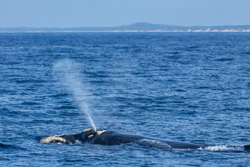 Southern right whale photographed in South Africa. Picture made in 2019.