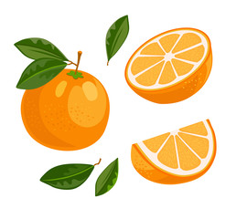 Juicy bright orange set. Whole fruit with green leaf, half cut, slice. Vector illustration for organic product, fresh citrus, raw food diet concept
