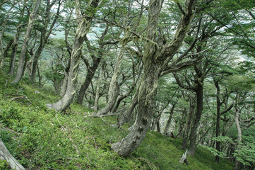 Forest with crooked trees and green pale garlands on it