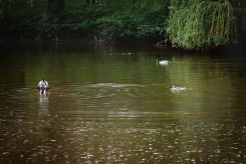 Naklejka na ściany i meble A small boat in a body of water. Wild ducks