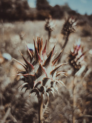 Naklejka na ściany i meble cactus in the desert