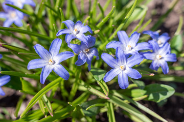 Blue flowers of chionodoxa sardensis in the garden.