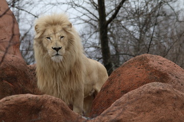 Fototapeta na wymiar lion king
