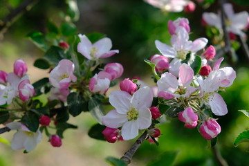 Fototapeta premium Blooming apple trees in spring park close up