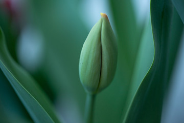 Tulpe