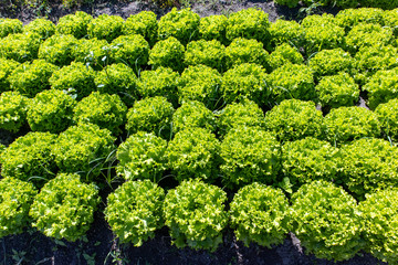rows of fresh salad