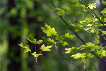 Maple trees blooming in the Spring in the forest during golden hour sunset
