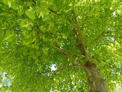 Sous un tilleul d'Europe (Tilia europaea) au feuillage dense vert, aux rameaux gris brun